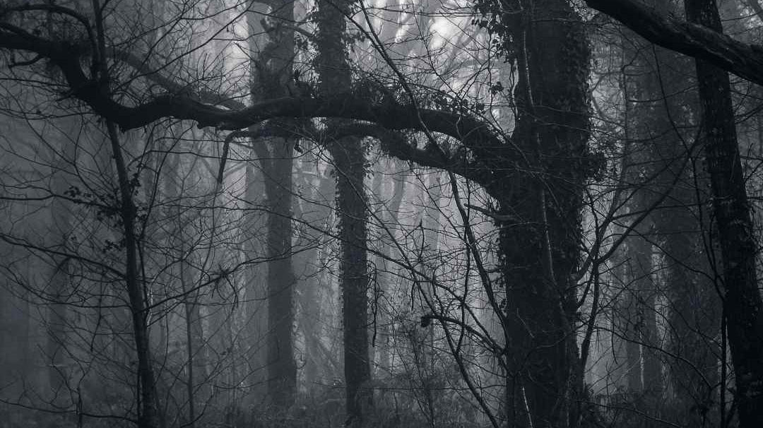 dark forest in folklore
