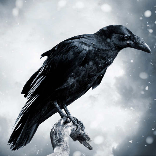 Odin's Ravens Hugin and Munin More Than Just Thought and Memory