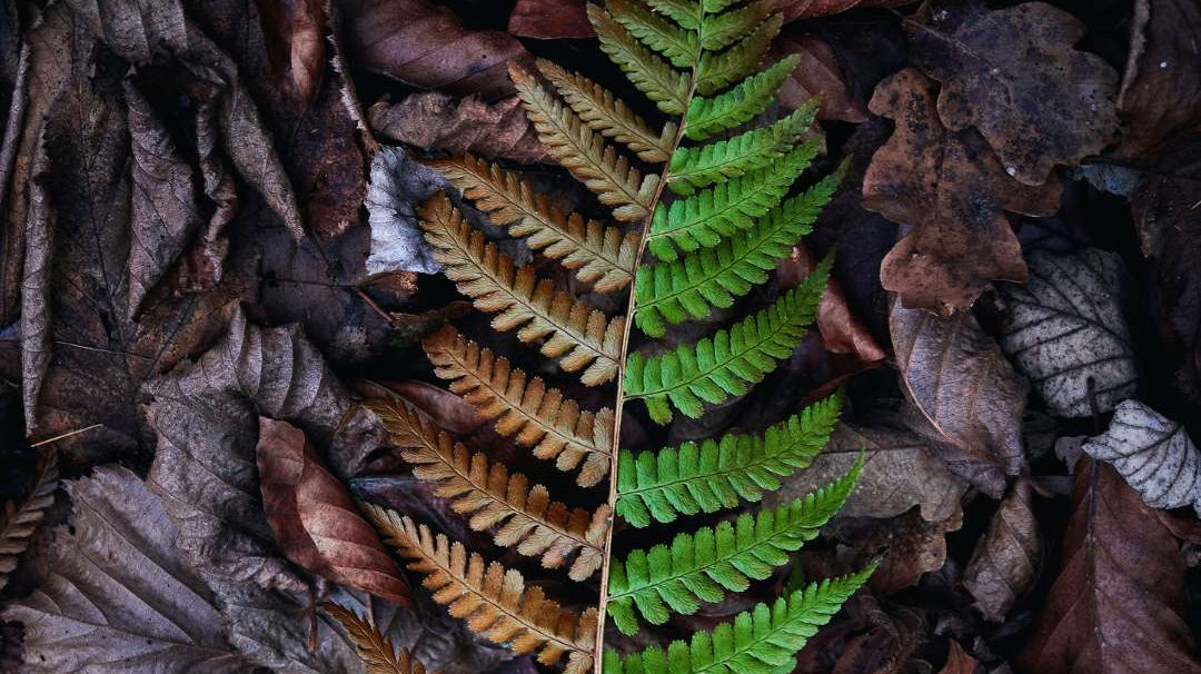 Solstice's Song: The Eternal Dance of Oak and Holly