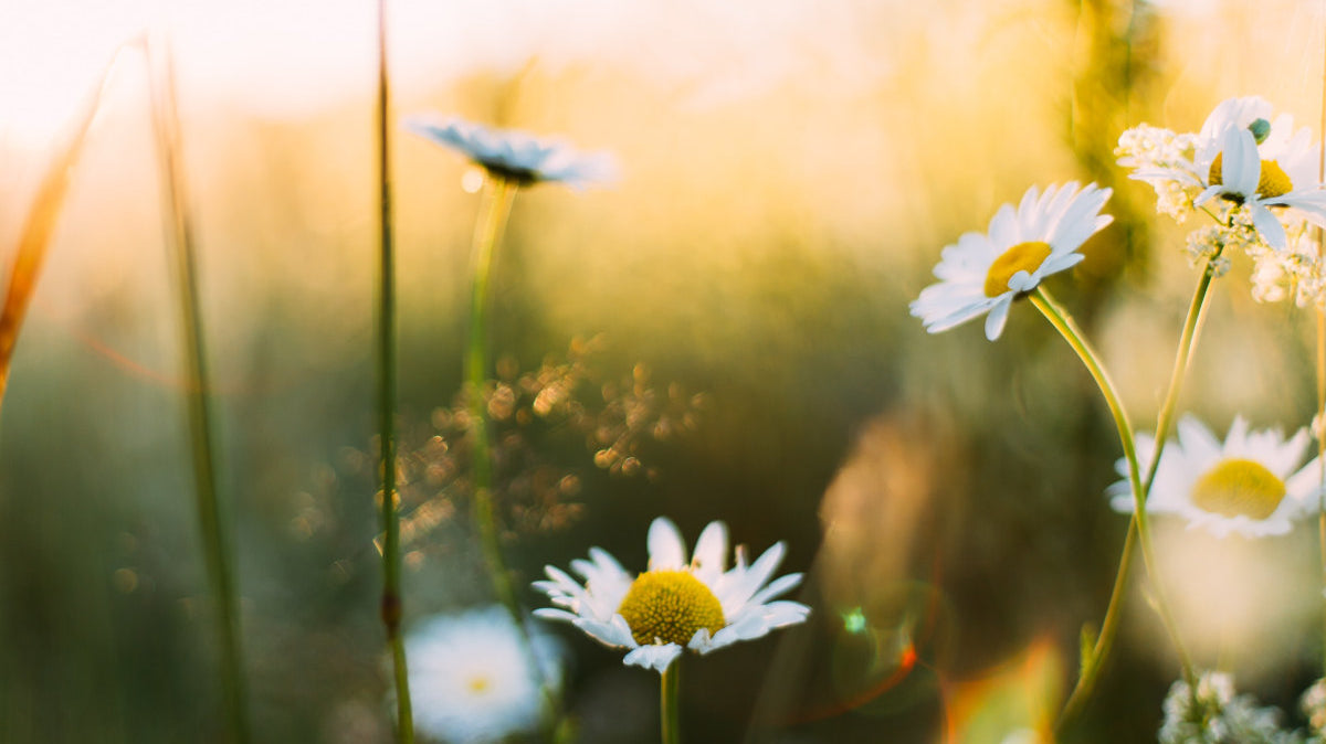 5 Imbolc Ritual Ideas to Inspire Your Tradition